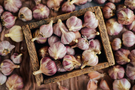 Close-up garlic bulbs and garlic cloves on wodeen background. Garlic. Fresh garlic. Red garlic. Garlic press. Violet garlic. Garlic background. garlic bulbs.   Garlic cloves on wooden vintage background.の写真素材