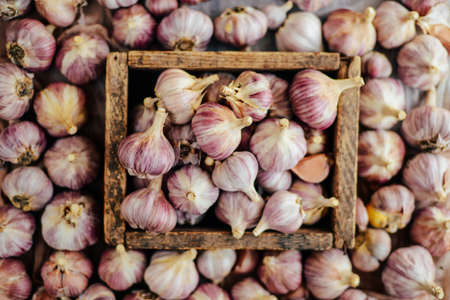 Close-up garlic bulbs and garlic cloves on wodeen background. Garlic. Fresh garlic. Red garlic. Garlic press. Violet garlic. Garlic background. garlic bulbs.   Garlic cloves on wooden vintage background.の写真素材