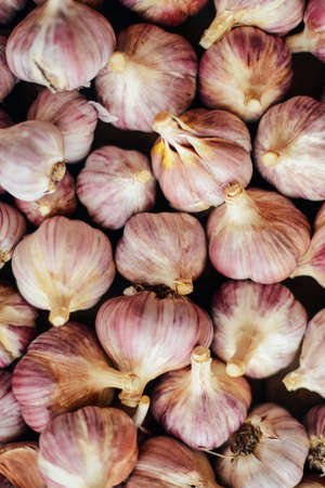 Close-up garlic bulbs and garlic cloves on wodeen background. Garlic. Fresh garlic. Red garlic. Garlic press. Violet garlic. Garlic background. garlic bulbs.   Garlic cloves on wooden vintage background.の写真素材