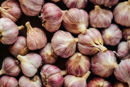 Close-up garlic bulbs and garlic cloves on wodeen background. Garlic. Fresh garlic. Red garlic. Garlic press. Violet garlic. Garlic background. garlic bulbs.   Garlic cloves on wooden vintage background.の写真素材