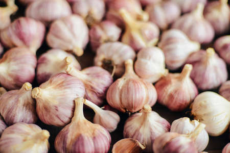 Close-up garlic bulbs and garlic cloves on wodeen background. Garlic. Fresh garlic. Red garlic. Garlic press. Violet garlic. Garlic background. garlic bulbs.   Garlic cloves on wooden vintage background.の写真素材