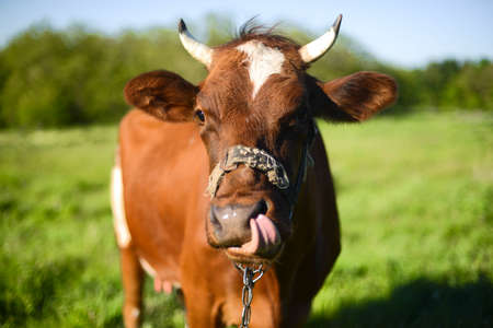 Dairy cow at countryside, beautiful sky in the background.  A curious dairy cow stands in her pasture. Dairy Cow. A curious dairy cow. cow at summer green fieldの写真素材
