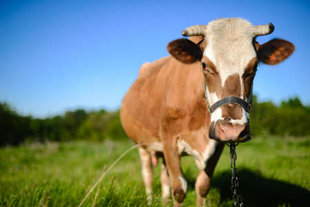Dairy cow at countryside, beautiful sky in the background.  A curious dairy cow stands in her pasture. Dairy Cow. A curious dairy cow. cow at summer green fieldの写真素材