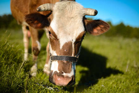 Dairy cow at countryside, beautiful sky in the background.  A curious dairy cow stands in her pasture. Dairy Cow. A curious dairy cow. cow at summer green fieldの写真素材