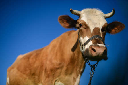 Dairy cow at countryside, beautiful sky in the background.  A curious dairy cow stands in her pasture. Dairy Cow. A curious dairy cow. cow at summer green fieldの写真素材