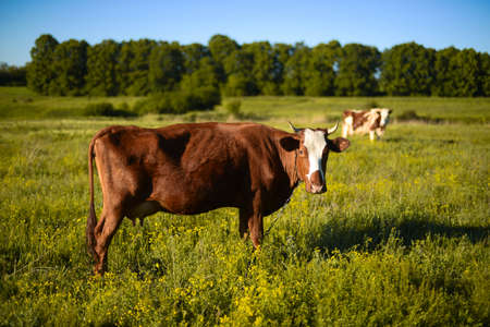 Dairy cow at countryside, beautiful sky in the background.  A curious dairy cow stands in her pasture. Dairy Cow. A curious dairy cow. cow at summer green fieldの写真素材