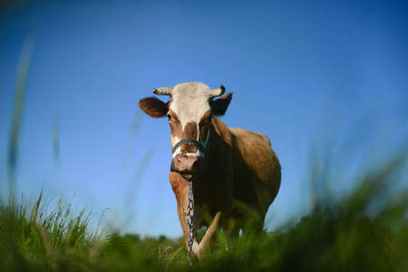 Dairy cow at countryside, beautiful sky in the background.  A curious dairy cow stands in her...
