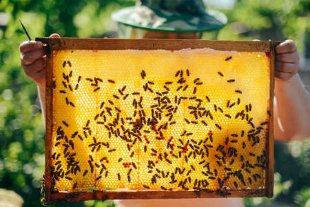 Frames of a bee hive. Beekeeper harvesting honey. The bee smoker is used to calm bees before frame...