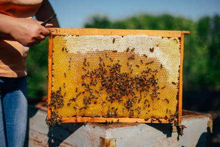 Frames of a bee hive. Beekeeper harvesting honey. The bee smoker is used to calm bees before frame removal. Beekeeper Inspecting Bee Hiveの写真素材
