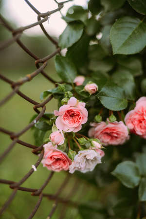 Pink roses blooming in the garden. Pink roses blooming in the gardenの写真素材