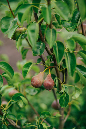 Pear fruit on the tree in the fruit garden