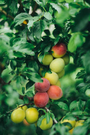Red ripe plums on the treeの写真素材