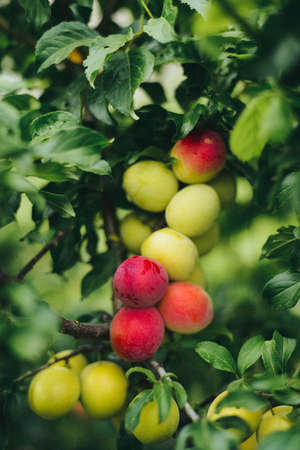Red ripe plums on the treeの写真素材
