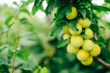 Red ripe plums on the tree