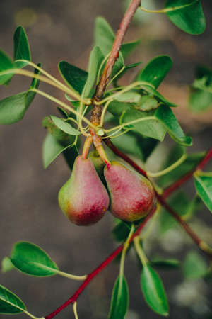 Pear fruit on the tree in the fruit gardenの写真素材