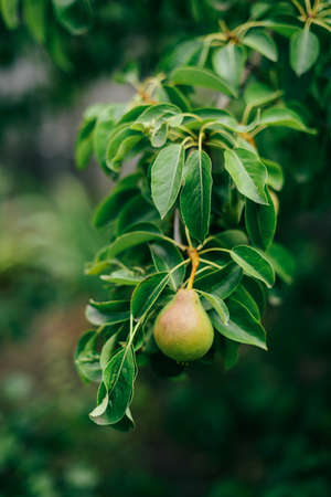 Pear fruit on the tree in the fruit gardenの写真素材