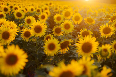 Sunflower field landscape. field of blooming sunflowers on a background sunset. Sunflower natural background, Sunflower bloomingの写真素材