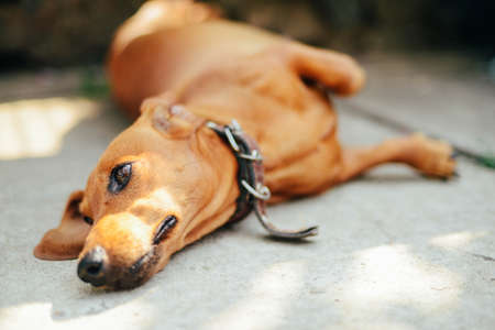 Dachshund dog in outdoor. Beautiful Dachshund sitting in the wooden bench. Standard smooth-haired dachshund in the nature. Dachshunds. Cute dachshund on nature backgroundの写真素材