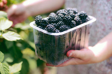 Hands picking blackberries during main harvest season with basket full of blackberries. ripe and unripe blackberries grows on the bush. . Berry background. Female hands hold blackberries.の写真素材