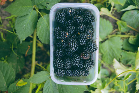 Hands picking blackberries during main harvest season with basket full of blackberries. ripe and unripe blackberries grows on the bush. . Berry background. Female hands hold blackberries.の写真素材