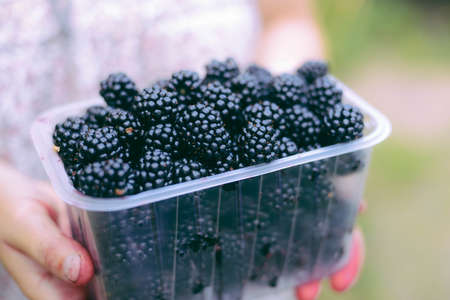 Hands picking blackberries during main harvest season with basket full of blackberries. ripe and unripe blackberries grows on the bush. . Berry background. Female hands hold blackberries.の写真素材