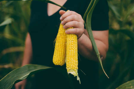 Farmer holding  corn cobs in hand in corn field. A close up of an woman hands holds a corn. Farmer on the corn field with ear of corn in handの写真素材