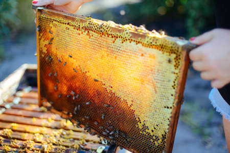 Frames of a bee hive. Beekeeper harvesting honey. The bee smoker is used to calm bees before frame...