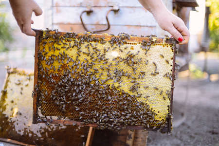 Frames of a bee hive. Beekeeper harvesting honey. The bee smoker is used to calm bees before frame...