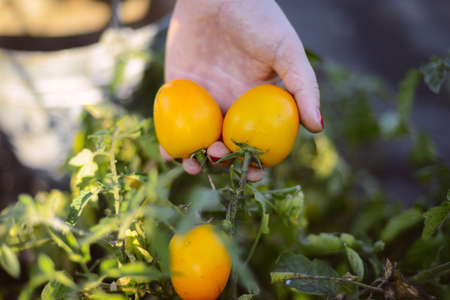 Farmers hands with freshly harvested tomatoes and pepper. Freshly harvested tomatoes in hands. Young girl hand holding organic green natural healthy food produce pepper. Woman holding cherry tomatoesの写真素材