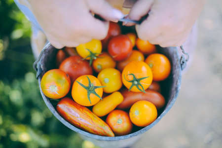 Farmers hands with freshly harvested tomatoes and pepper. Freshly harvested tomatoes in hands. Young girl hand holding organic green natural healthy food produce pepper. Woman holding cherry tomatoesの写真素材