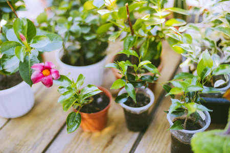 Gardeners hand planting flowers in pot with dirt or soil. の写真素材