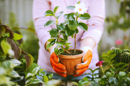 Gardeners hand planting flowers in pot with dirt or soil. の写真素材