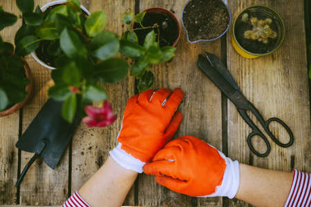 Gardeners hand planting flowers in pot with dirt or soil. の写真素材
