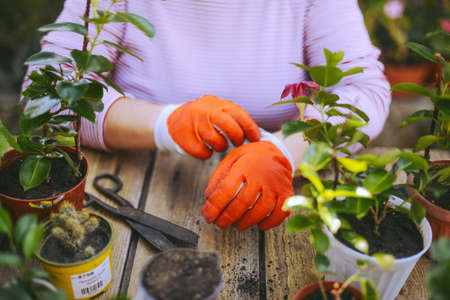 Gardeners hand planting flowers in pot with dirt or soil. の写真素材