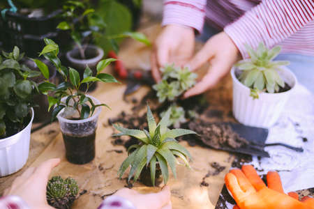 Gardeners hand planting flowers in pot with dirt or soil. の写真素材