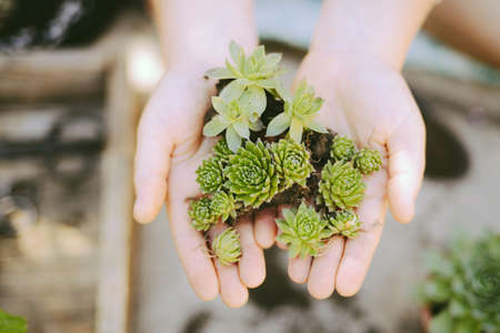 Gardeners hand planting flowers in pot with dirt or soil.の写真素材