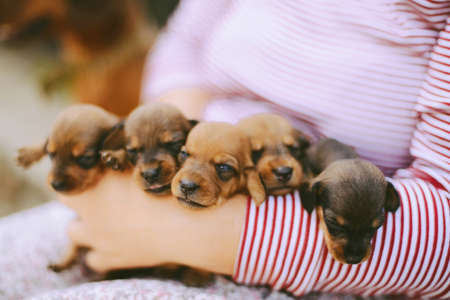 dachshund puppy. dachshund puppy portrait outdoors. many cute dachshund puppy playing outdoor. Shorthaired Dachshound. A beautiful dachshund puppy dog with sad eyes dog portraitの写真素材