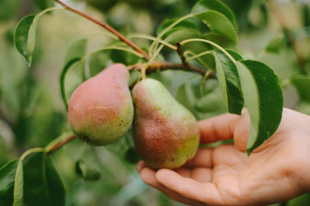 Ripe organic cultivar pears in the summer gardenの写真素材