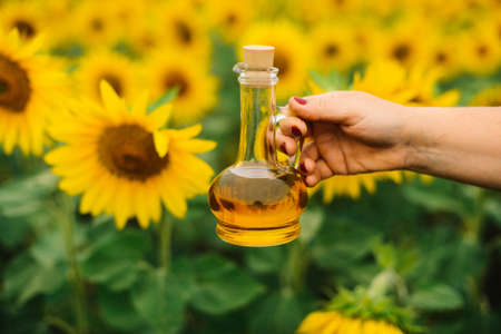 Sunflower oil in glass bottle  with sunflower field on the background. Sunflower field with blue sky and sun. Photo with copy space area for a text.の写真素材