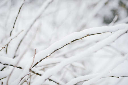First snow stuck on the branches of trees. Frost and cold day.の写真素材