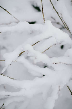 First snow stuck on the branches of trees. Frost and cold day.の写真素材
