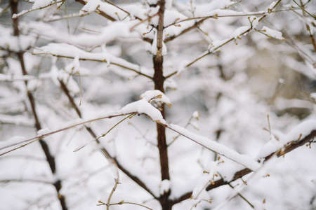 First snow stuck on the branches of trees. Frost and cold day.の写真素材
