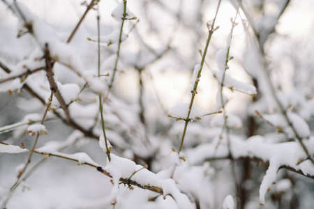 First snow stuck on the branches of trees. Frost and cold day.の写真素材
