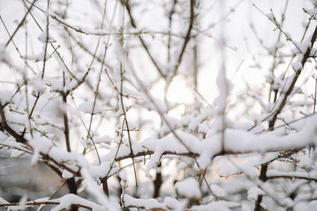 First snow stuck on the branches of trees. Frost and cold day.の写真素材