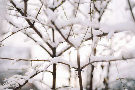 First snow stuck on the branches of trees. Frost and cold day.の写真素材