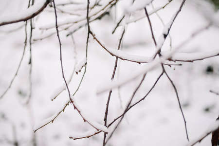 First snow stuck on the branches of trees. Frost and cold day.の写真素材