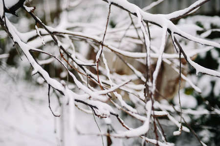 First snow stuck on the branches of trees. Frost and cold day.の写真素材