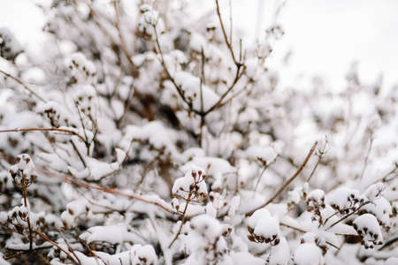 First snow stuck on the branches of trees. Frost and cold day.の写真素材