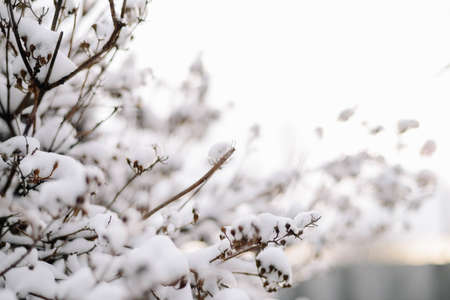 First snow stuck on the branches of trees. Frost and cold day.の写真素材