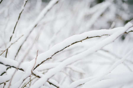 First snow stuck on the branches of trees. Frost and cold day.の写真素材